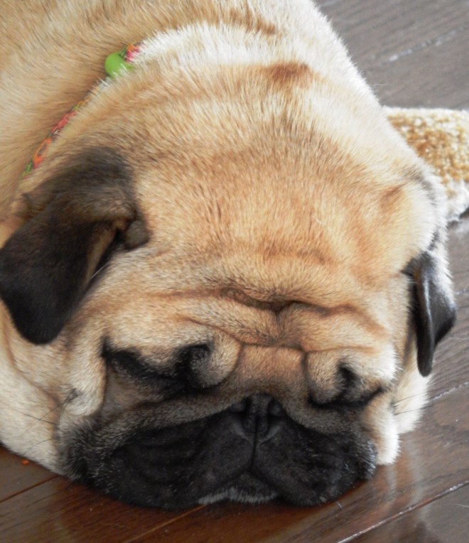 Ming Ming Loves to Sleep