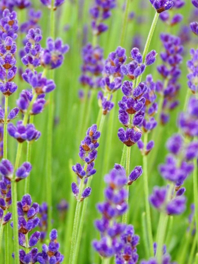 Lavender Buds