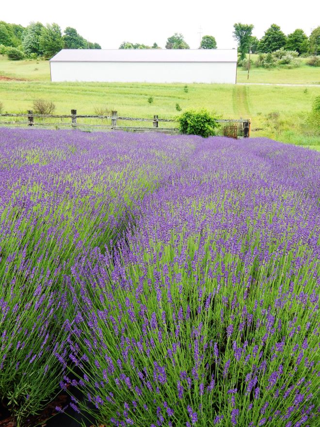Lavender Fields