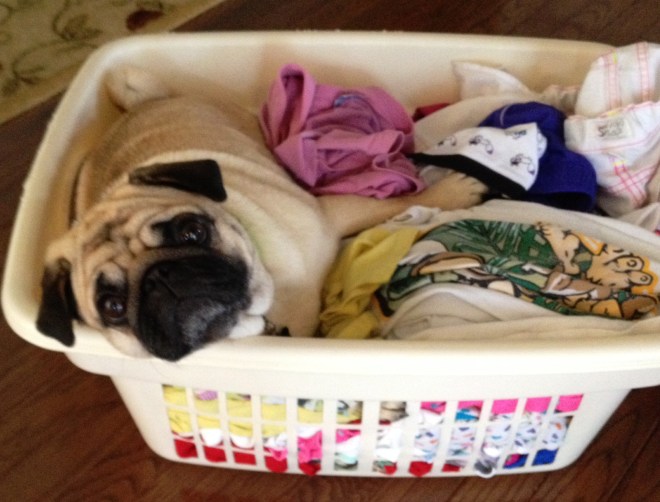 Ming Loves Warm Laundry