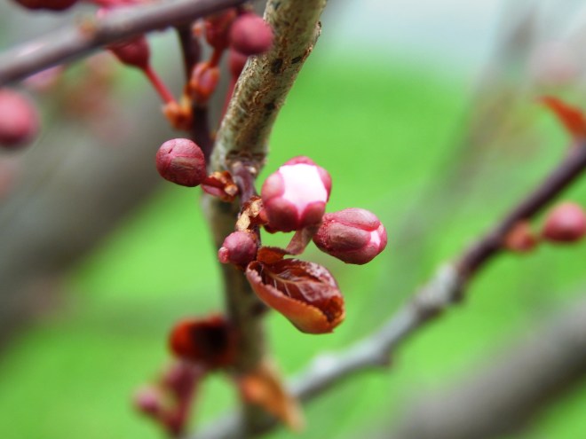 Thundercloud Plum Tree Blossoms