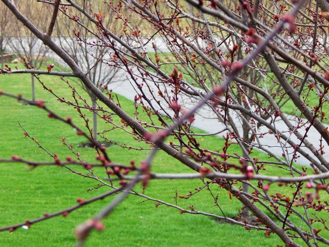 Thundercloud Plum Tree Close to Blooming