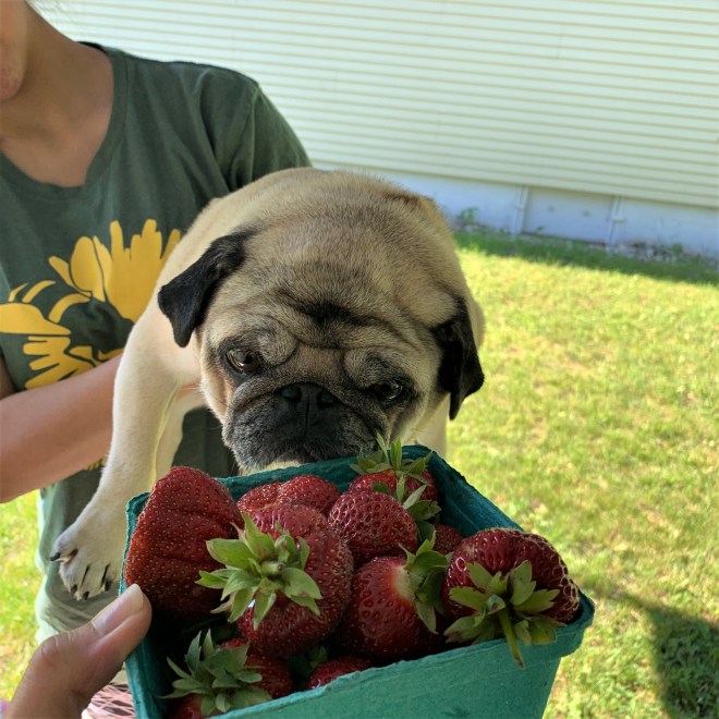 Ming Smelling the Strawberries.jpg